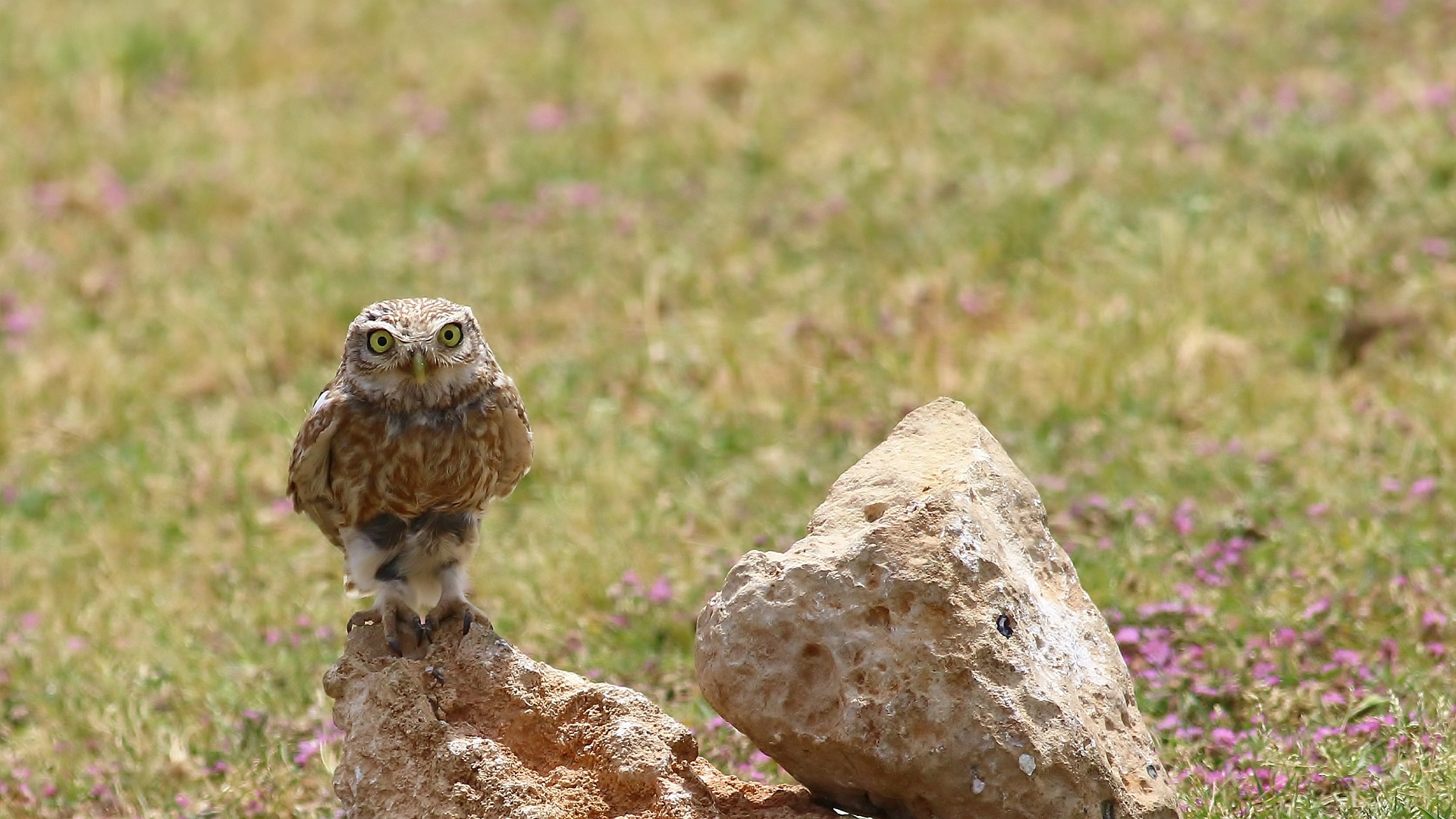 Little Owl